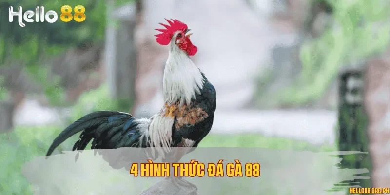 4 hình thức đá gà 88