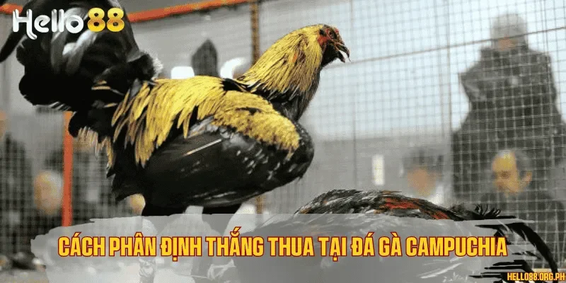 Cách phân định thắng thua tại đá gà Campuchia