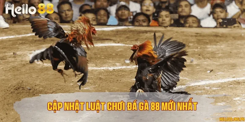 Cập nhật luật chơi đá gà 88 mới nhất