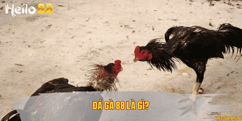 Đá gà 88 là gì?