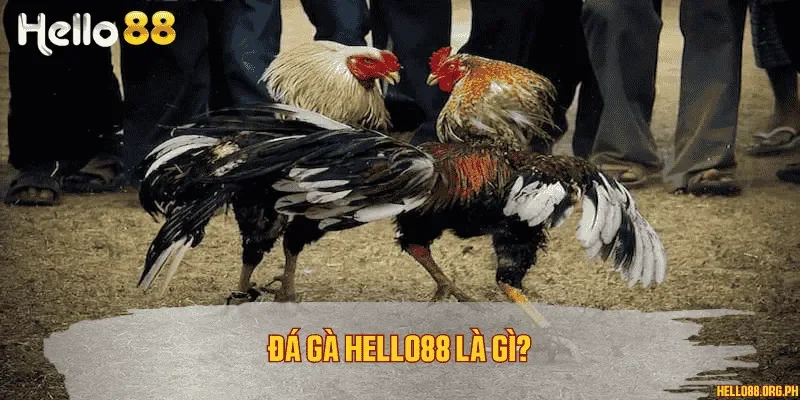 Đá gà Hello88 là gì?