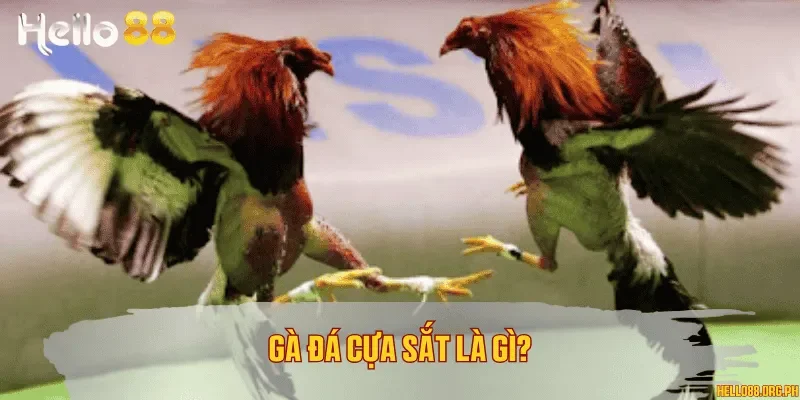 Gà đá cựa sắt là gì?