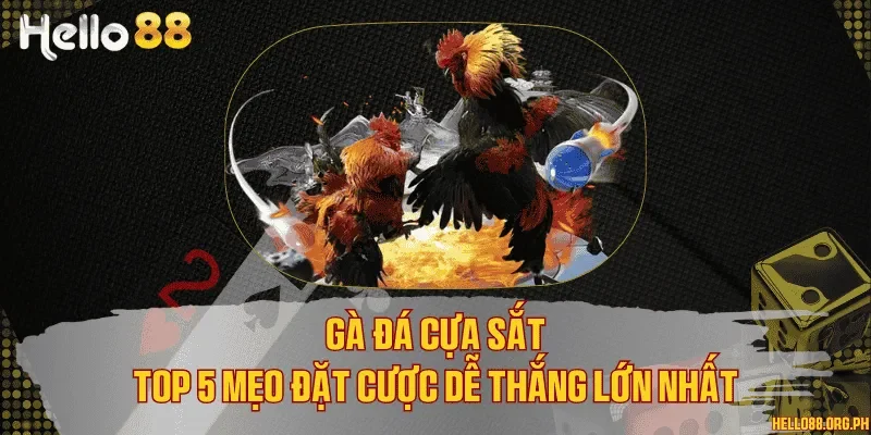 Gà đá cựa sắt & Top 5 mẹo đặt cược dễ thắng lớn nhất