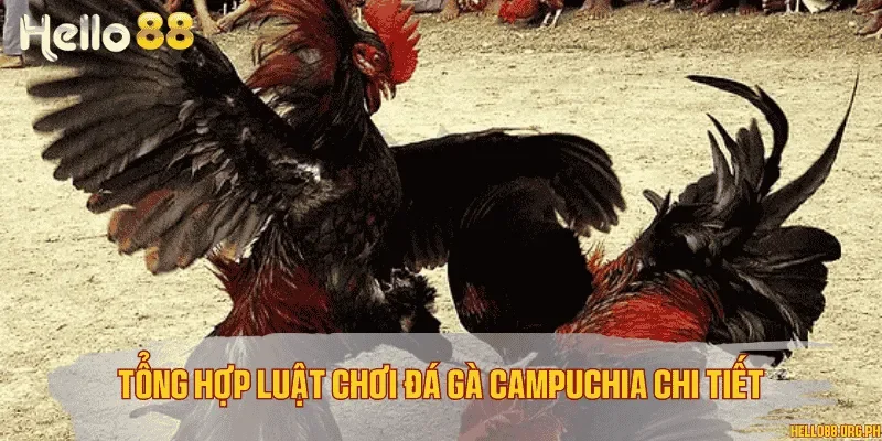 Tổng hợp luật chơi đá gà Campuchia chi tiết