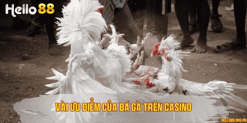 Vài ưu điểm của đá gà trên casino